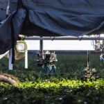 Advances in Robotics in Agriculture