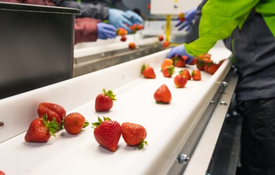 UC Davis Strawberry Breeding Program